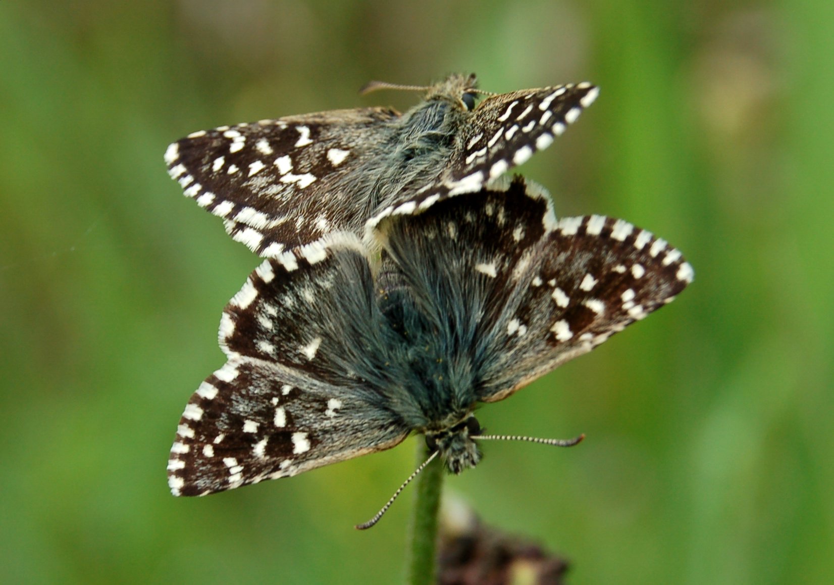 Farfalle brune